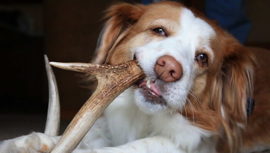 5 dôvodov, prečo by ste mali vyskúšať parohy pre psov