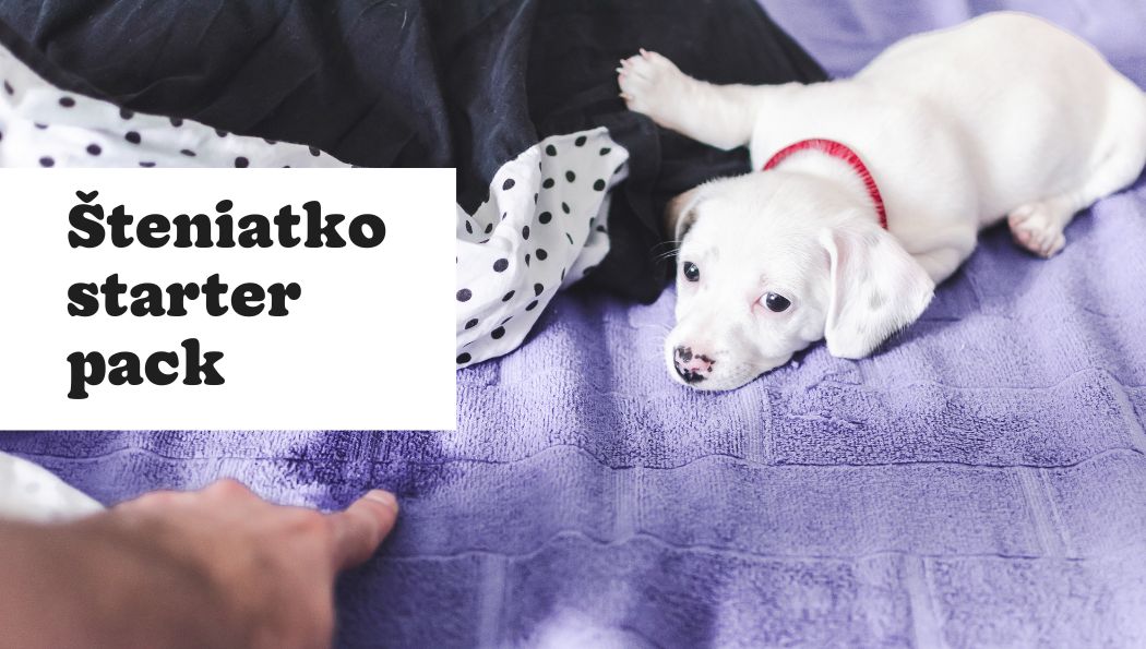 8 odpovedí, ktoré vám uľahčia život so šteniatkom