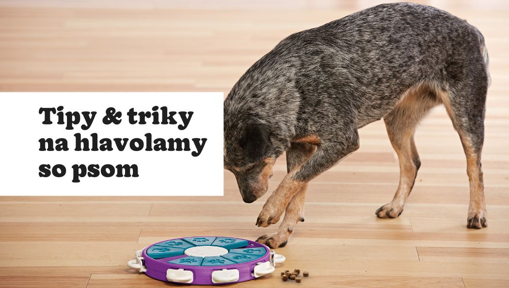 Hlavolamy so psom – tipy a triky na ešte zábavnejšiu spoločnú hru