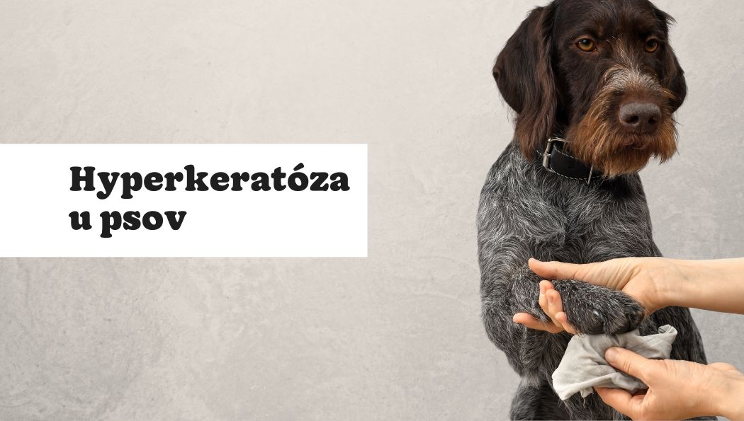 Ako zmierniť alebo odstrániť príznaky hyperkeratózy u psov