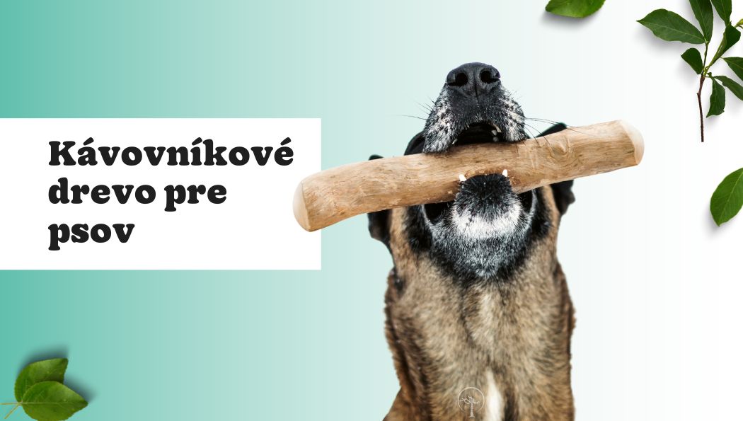 Kávovníkové drevo ako žuvacia hračka pre psov – čo potrebujete vedieť