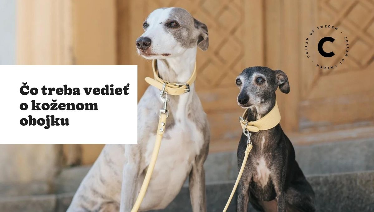 Prečo psovi (ne)zaobstarať kožený obojok