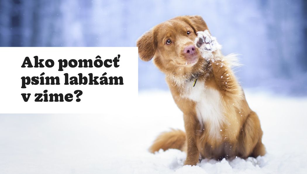 3 kroky na domácu starostlivosť o psie labky v zime