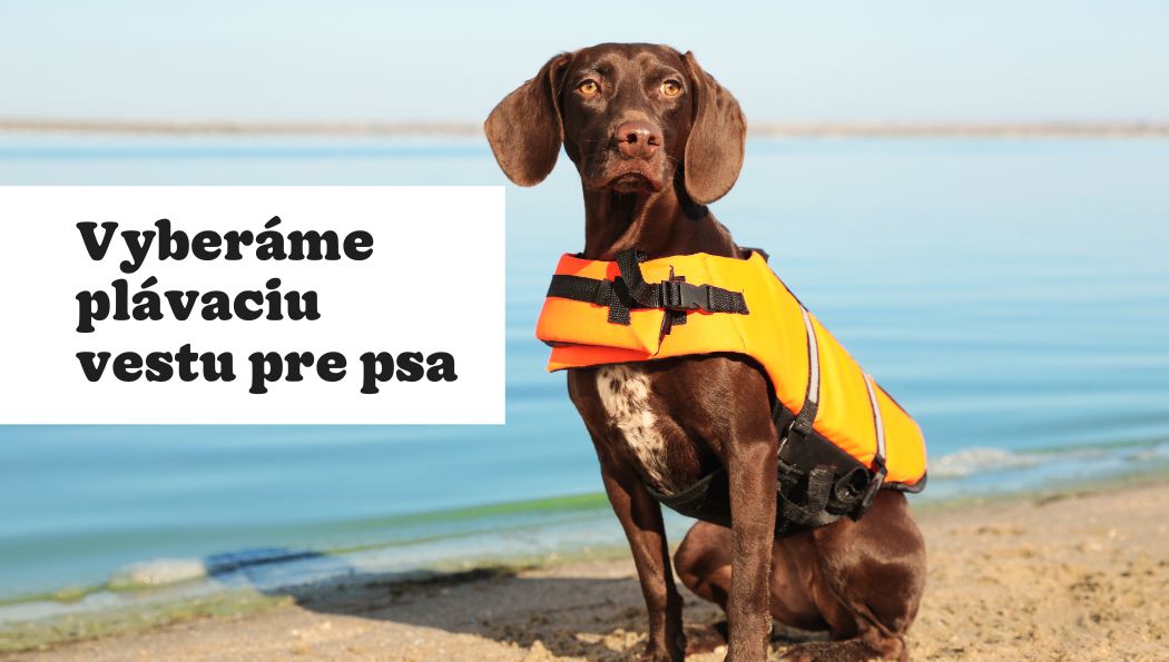 Plávacia vesta pre psa – návod ako ju vybrať a kedy ju pes potrebuje