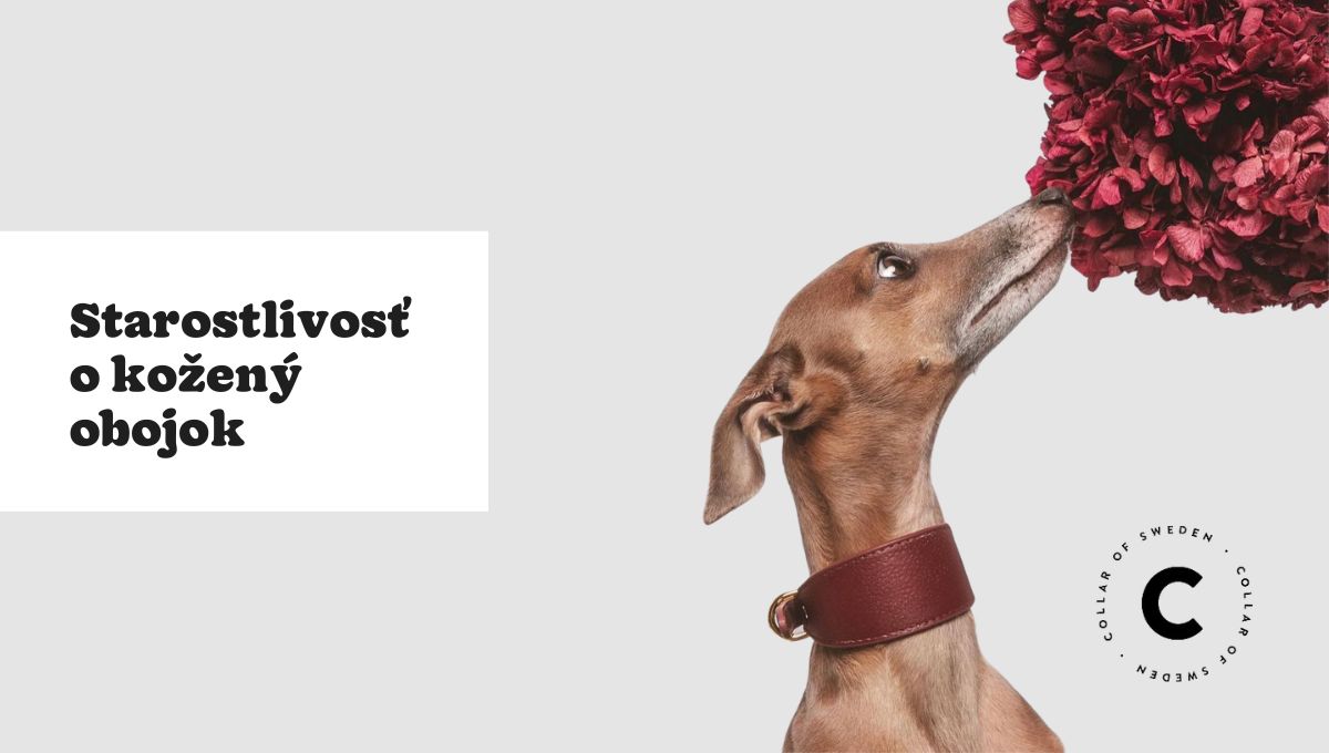 Desatoro starostlivosti o kožený obojok