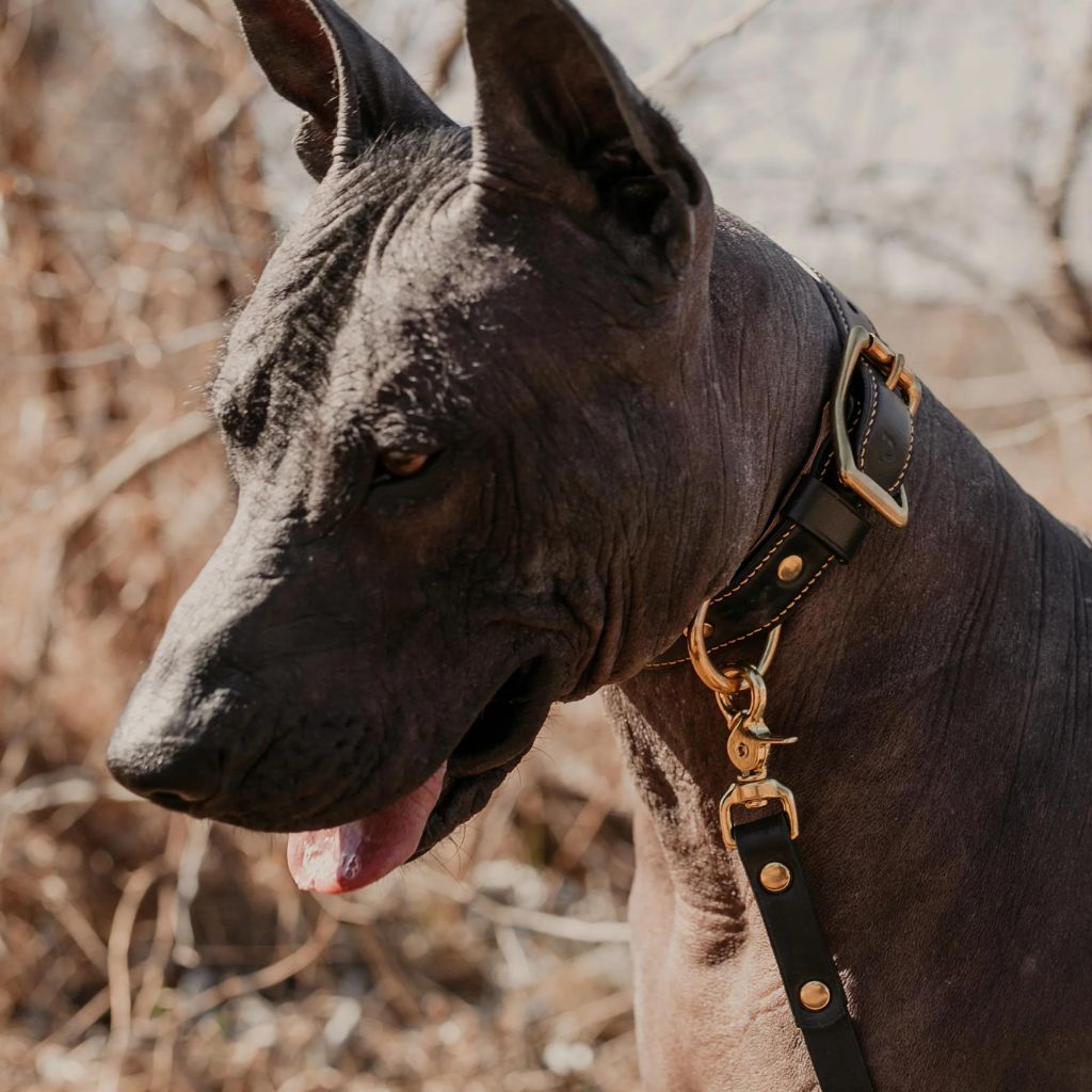 patroon-maremma-black-kozeny-obojok-4