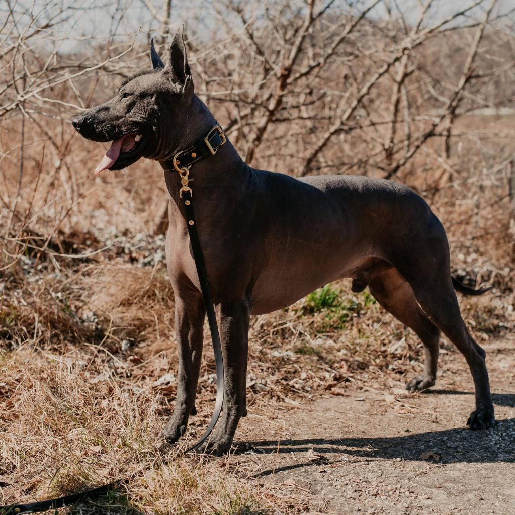 patroon-maremma-black-kozeny-obojok-6