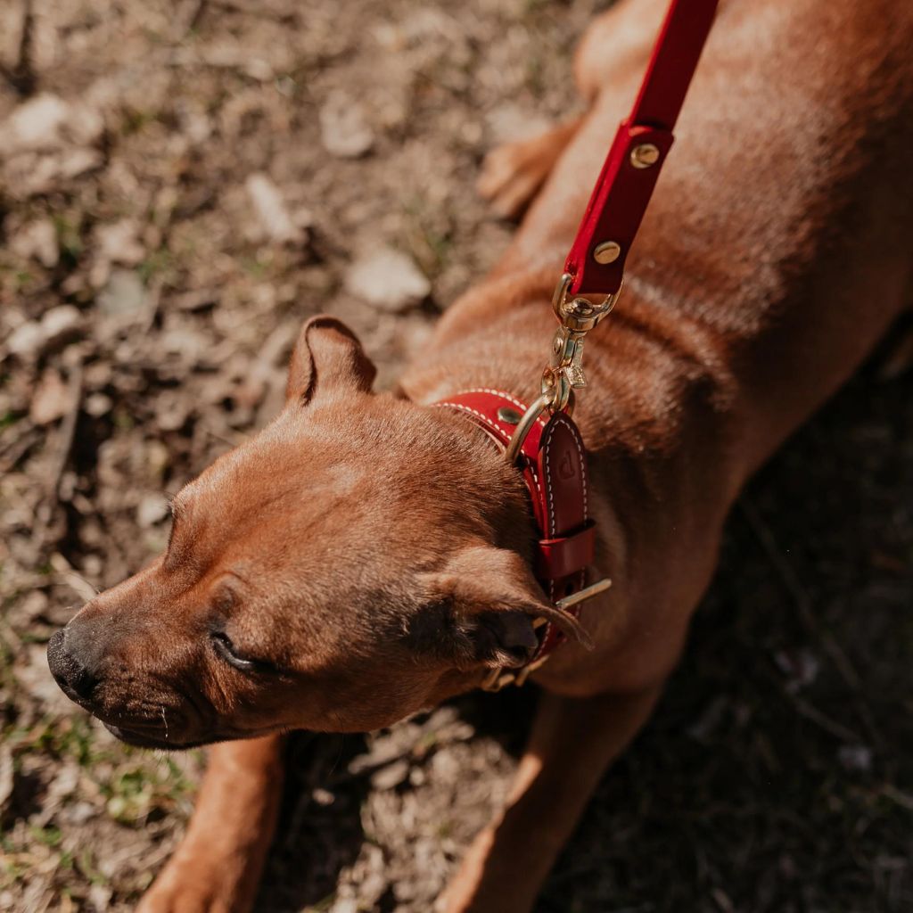 patroon-maremma-red-kozeny-obojok-6
