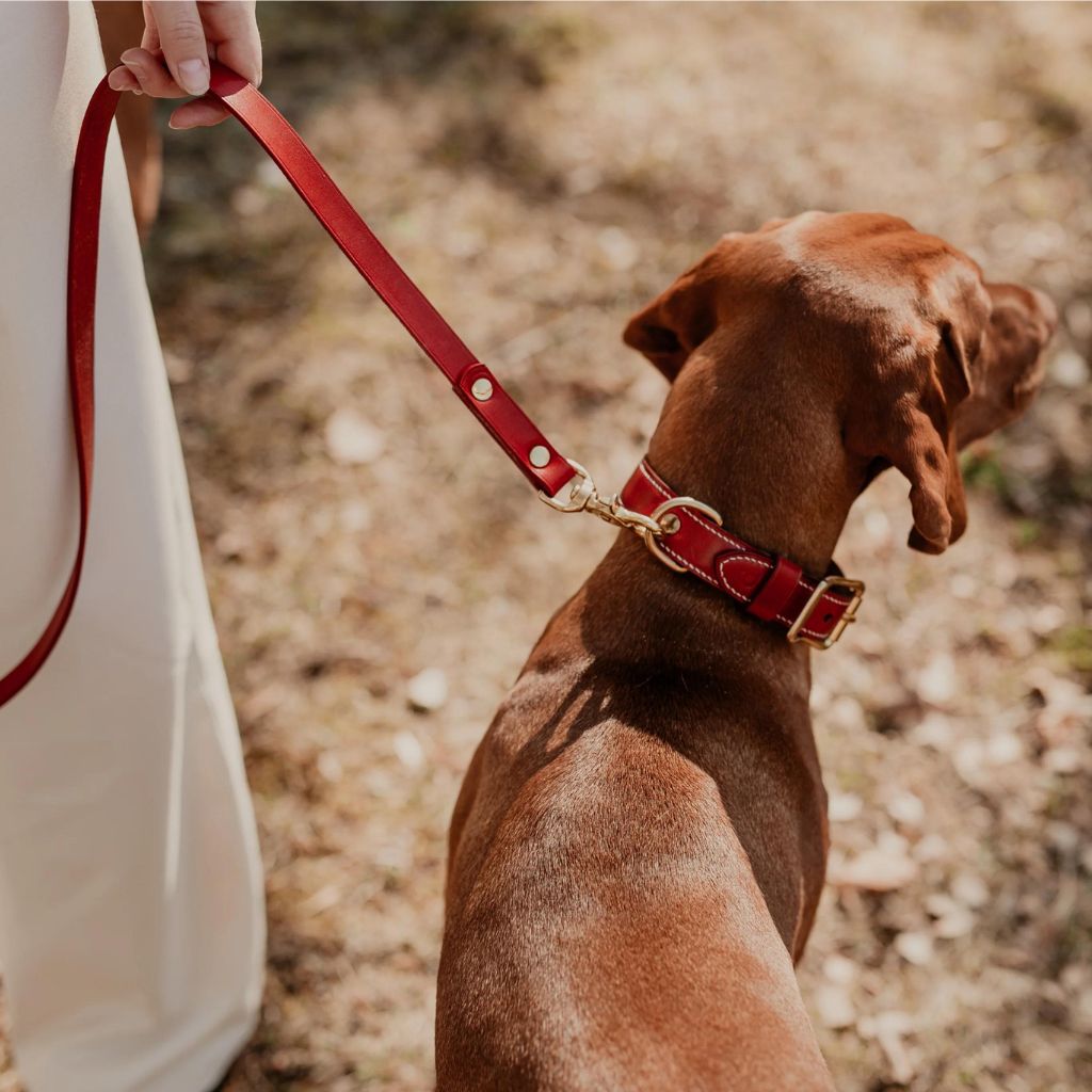 patroon-maremma-red-kozeny-obojok-7