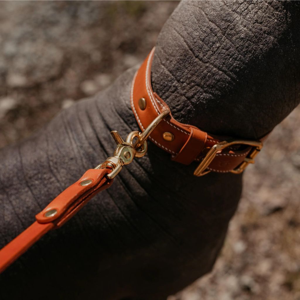 patroon-ponte-honey-kozeny-obojok-5