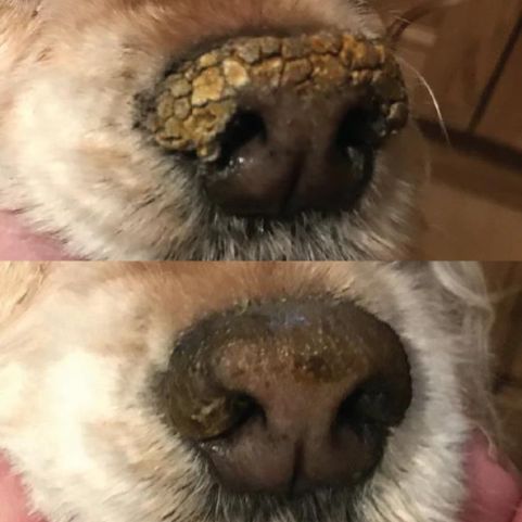 snout-soother-ucinok
