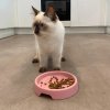 beco steady bowl cat pink beside cat lifestyle 924268 900x