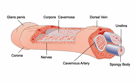 anatomia-penis