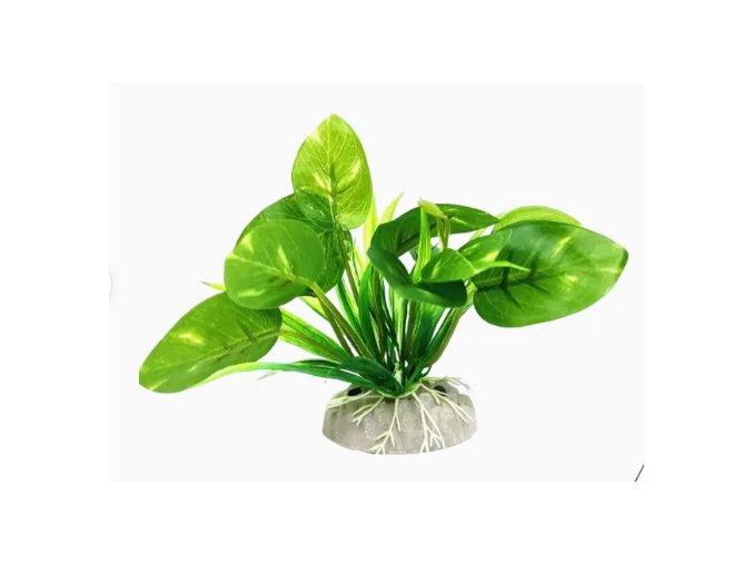 Rostlina UH 10 cm ( Cryptocoryne)