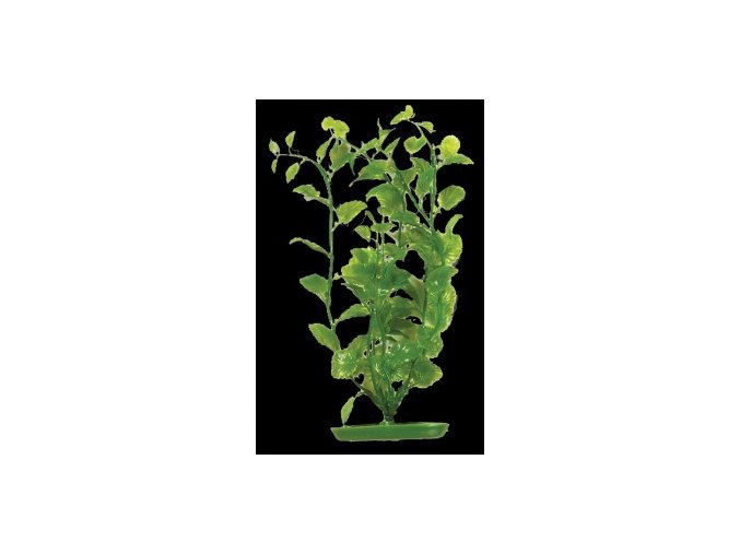 Rostlina  UH 11cm (Bacopa )