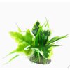 Rostlina UH 10 cm ( Cryptocoryne)