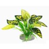 Rostlina UH 10 cm ( Cryptocoryne)