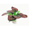 Rostlina UH 10 cm ( Cryptocoryne)