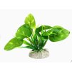 Rostlina UH 10 cm ( Cryptocoryne)