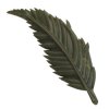 Denta pure list Leavy MINT