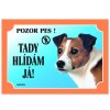 Jack Russel terrier