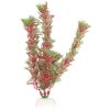Rostlina  UH 30cm (Cabomba red)