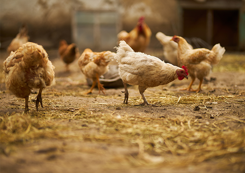 Ptačí chřipka se šíří. Veterináři zakázali venkovní chov drůbeže