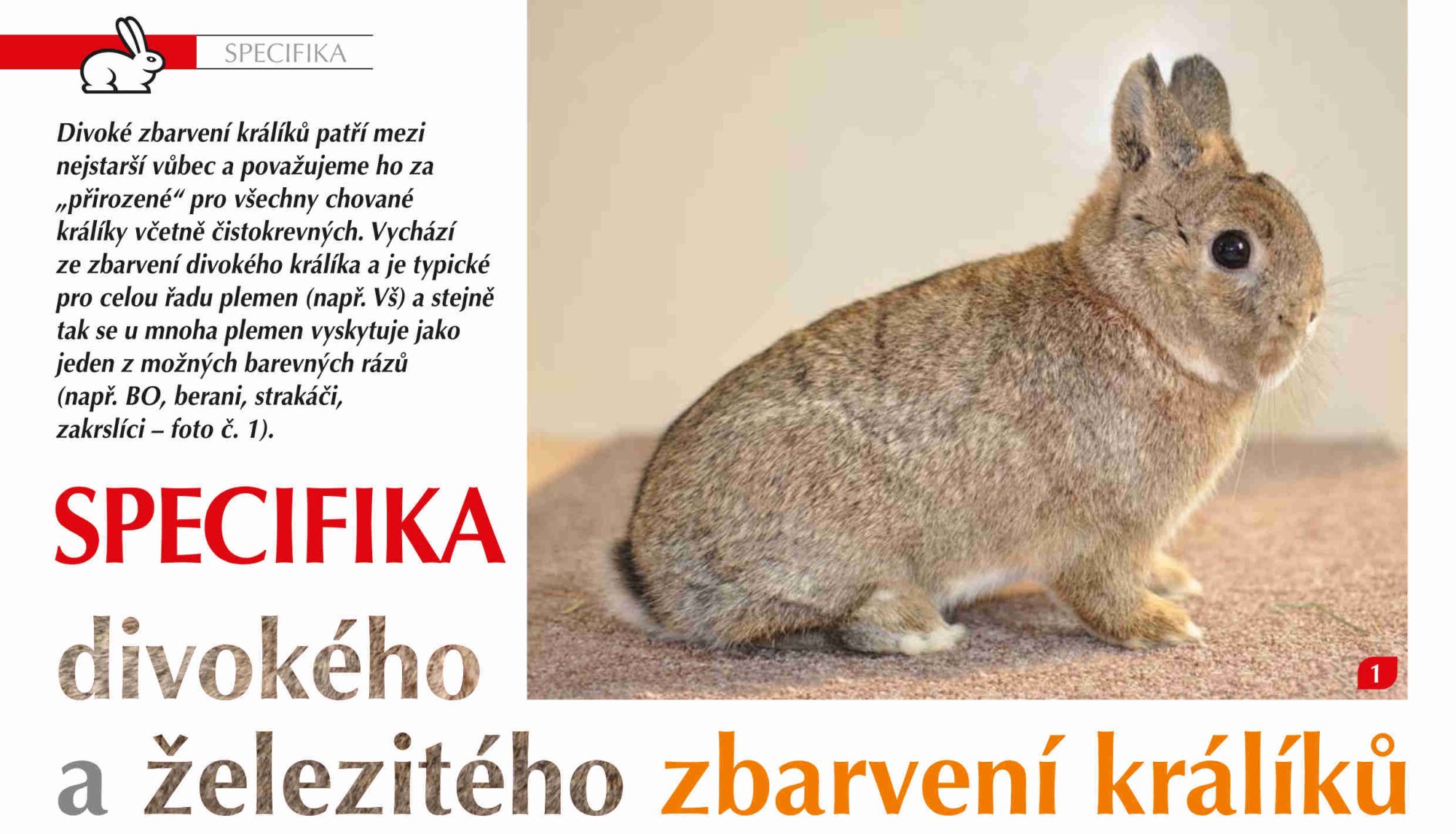Specifika divokého a železitého zbarvení králíků
