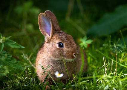 „ZVERIMEX a JÁ“, nový projekt a nová služba pro vás chovatele již nyní