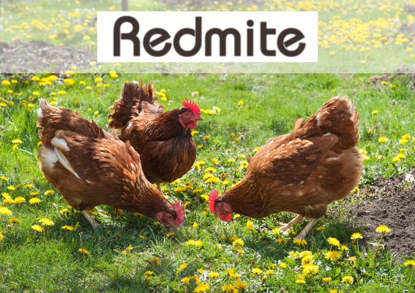 RedMite – přírodní řešení proti čmelíkům v drůbežím chovu nově v prodeji