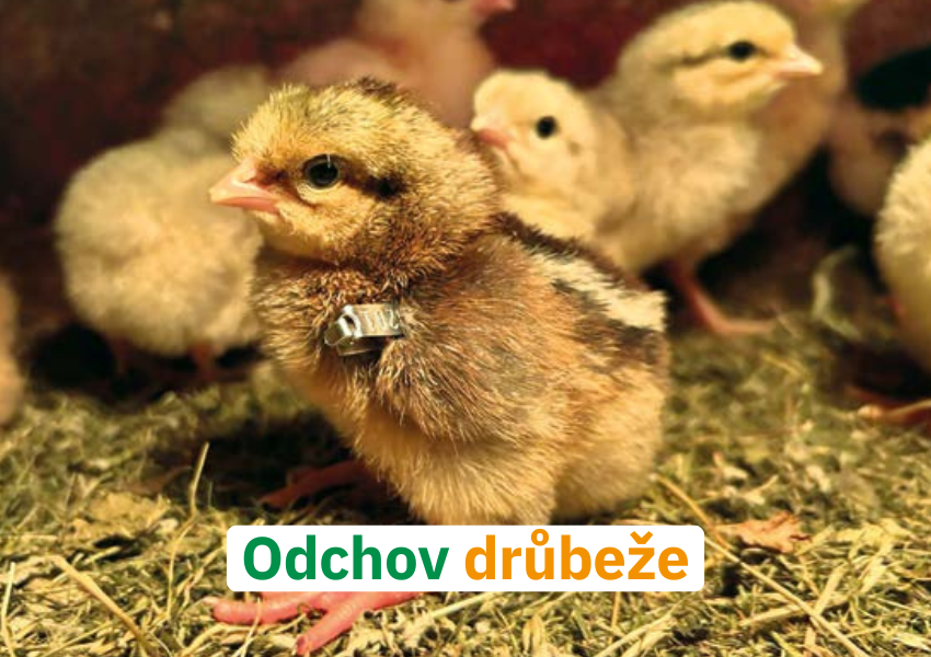 Odchov drůbeže