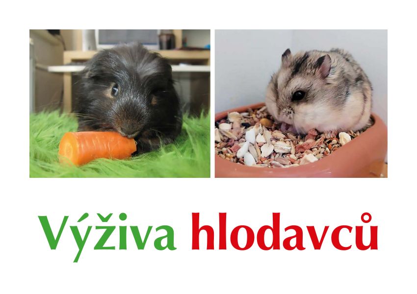 Výživa hlodavců