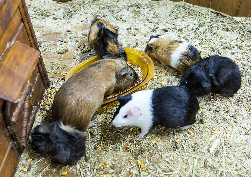 6 tipů na doplnění vitamínů a minerálů