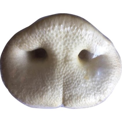 OBC025549 1734342529