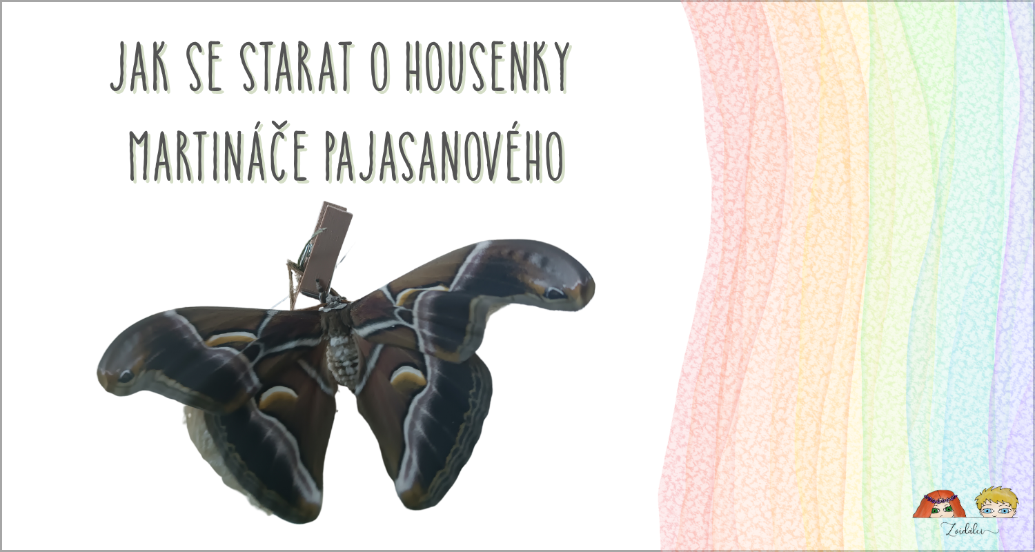 🐛 Jak se starat o housenky martináče pajasanového