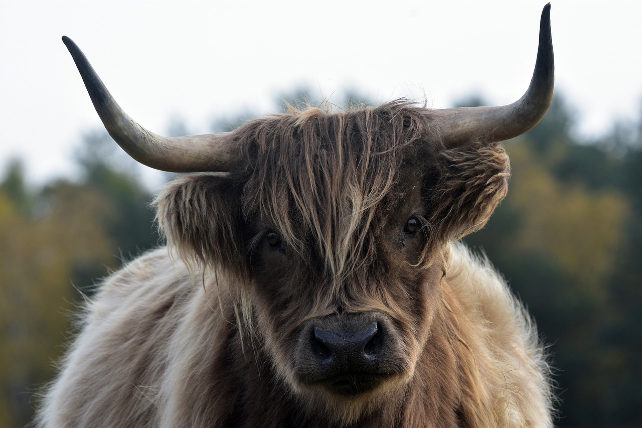 cow-6736122_1280