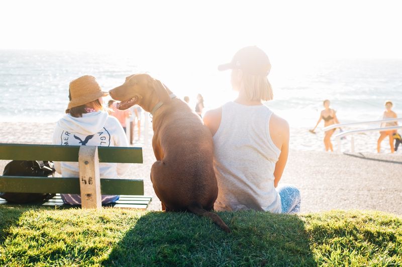 5 tipů na letní aktivity, které můžete dělat se psím parťákem