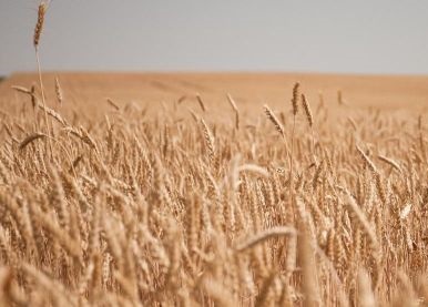 Travní osiny jako nebezpečný protivník vašeho psího miláčka