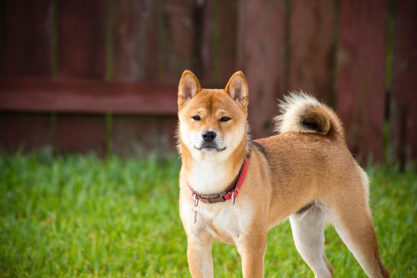 Akita inu jako japonský národní poklad