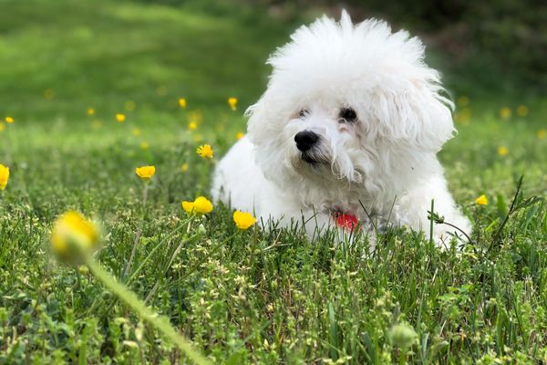 Bichon Frisé alias bišonek jako roztomilý společník pro každého