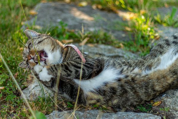 Šanta, kozlík, matatabi: 3 byliny, které bude vaše kočka milovat