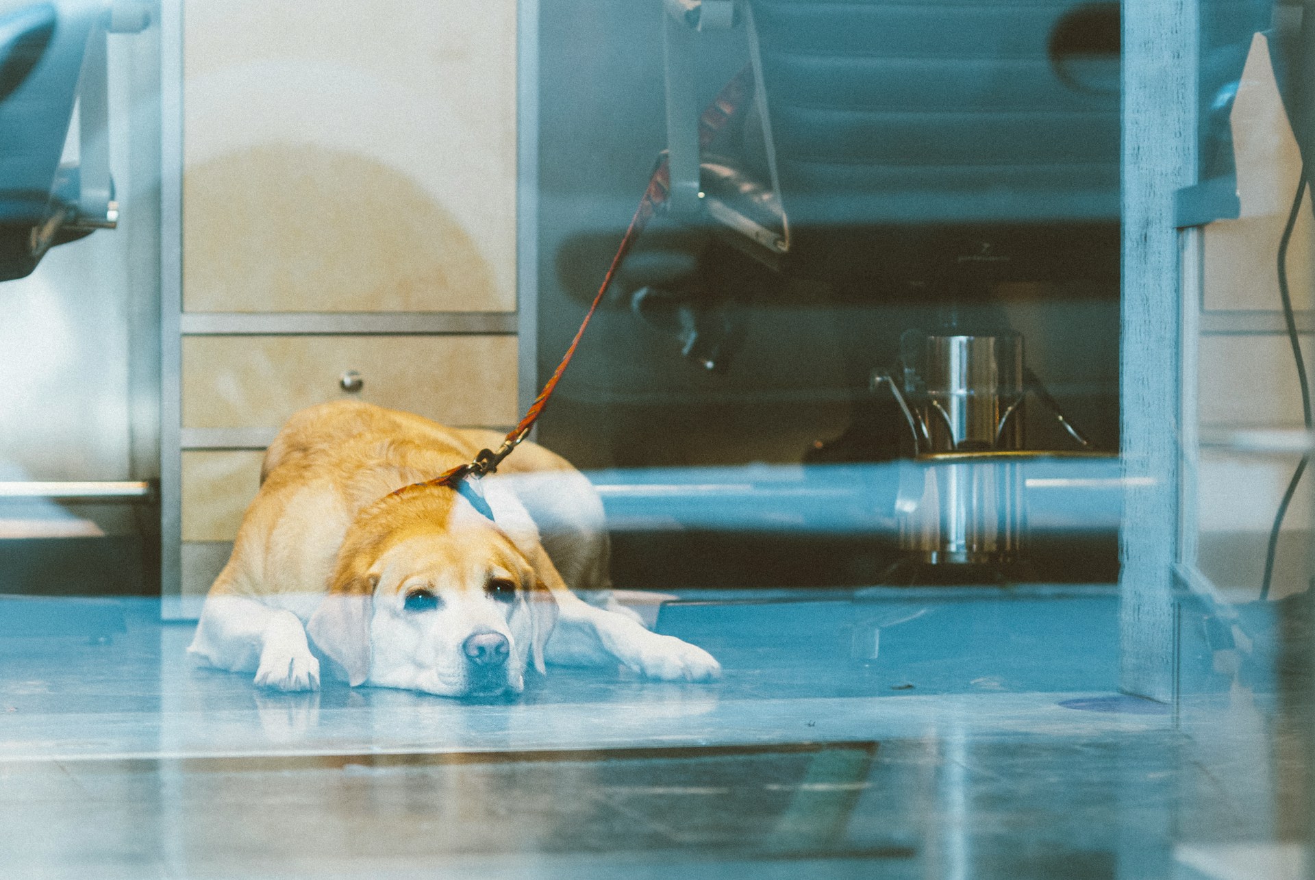 Jak zvládnout návštěvu se psem u veterináře?