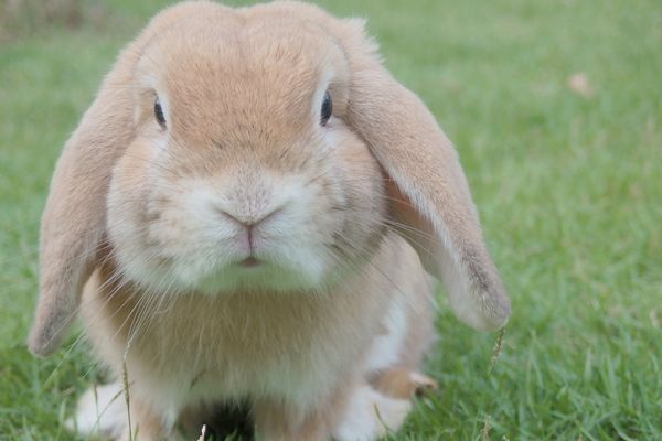 Průvodce chovem králíků: od výběru plemene po zařízení klece