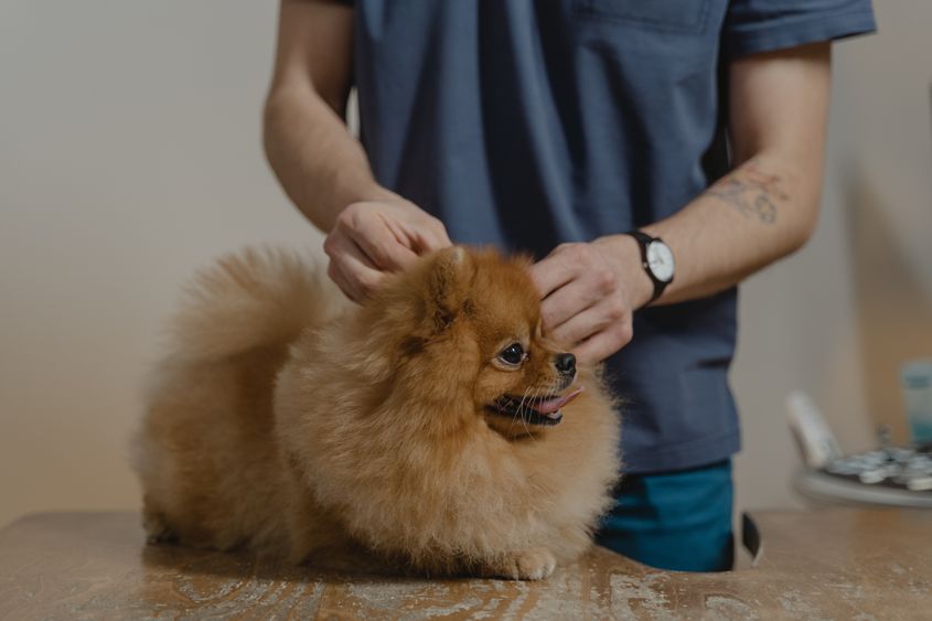 Jak připravit psa na veterinární návštěvu? Návody a tipy