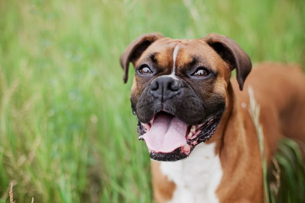 Německý boxer: plemeno plné temperamentu