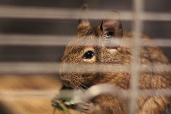 Osmák degu: inteligentní “veverka”, která chápe povely