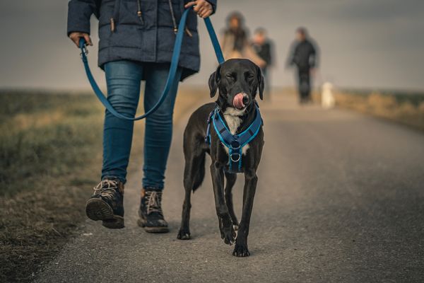 4 tipy, jak vybrat postroj pro psa