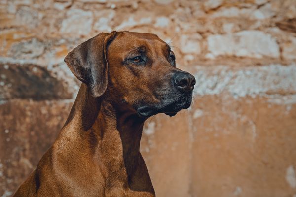 Rhodéský ridgeback má lov v krvi