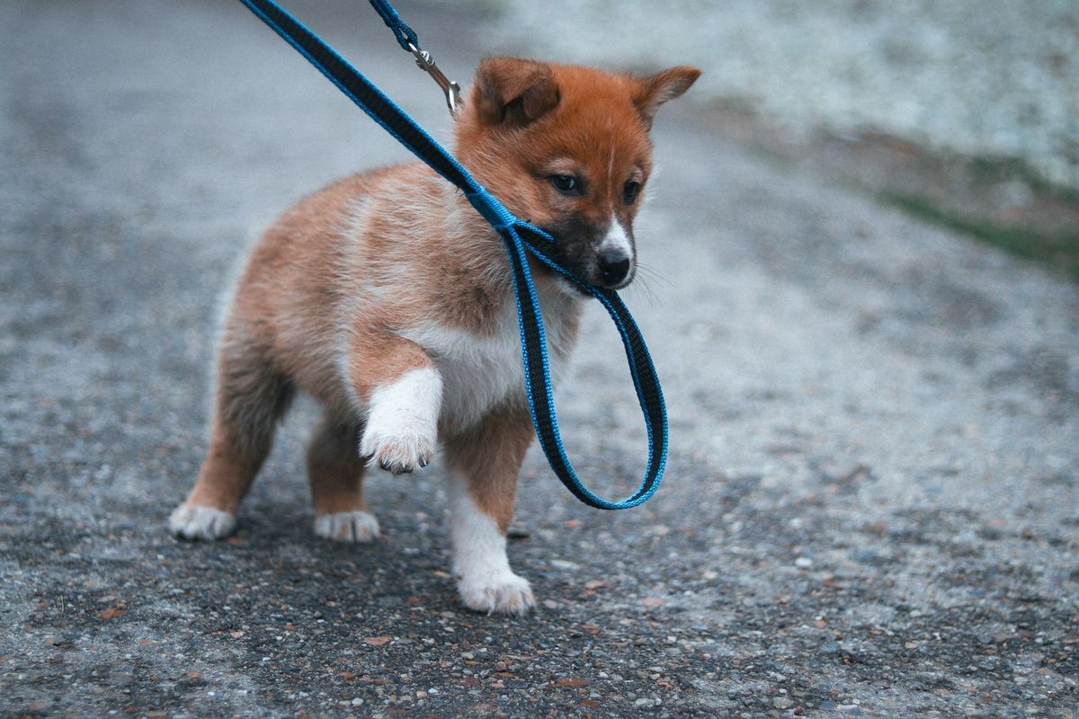 Jdeme poprvé k veterináři se štěnětem