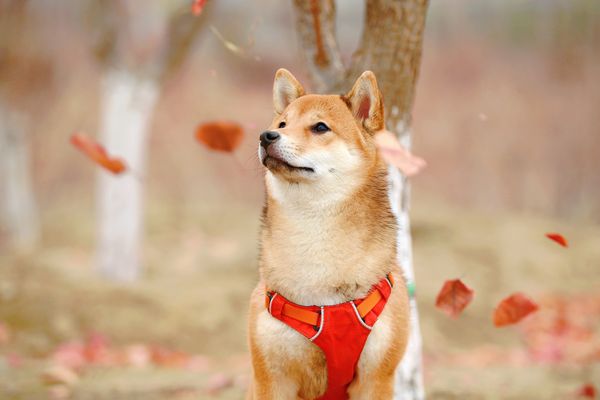 Shiba inu: charismatické japonské plemeno